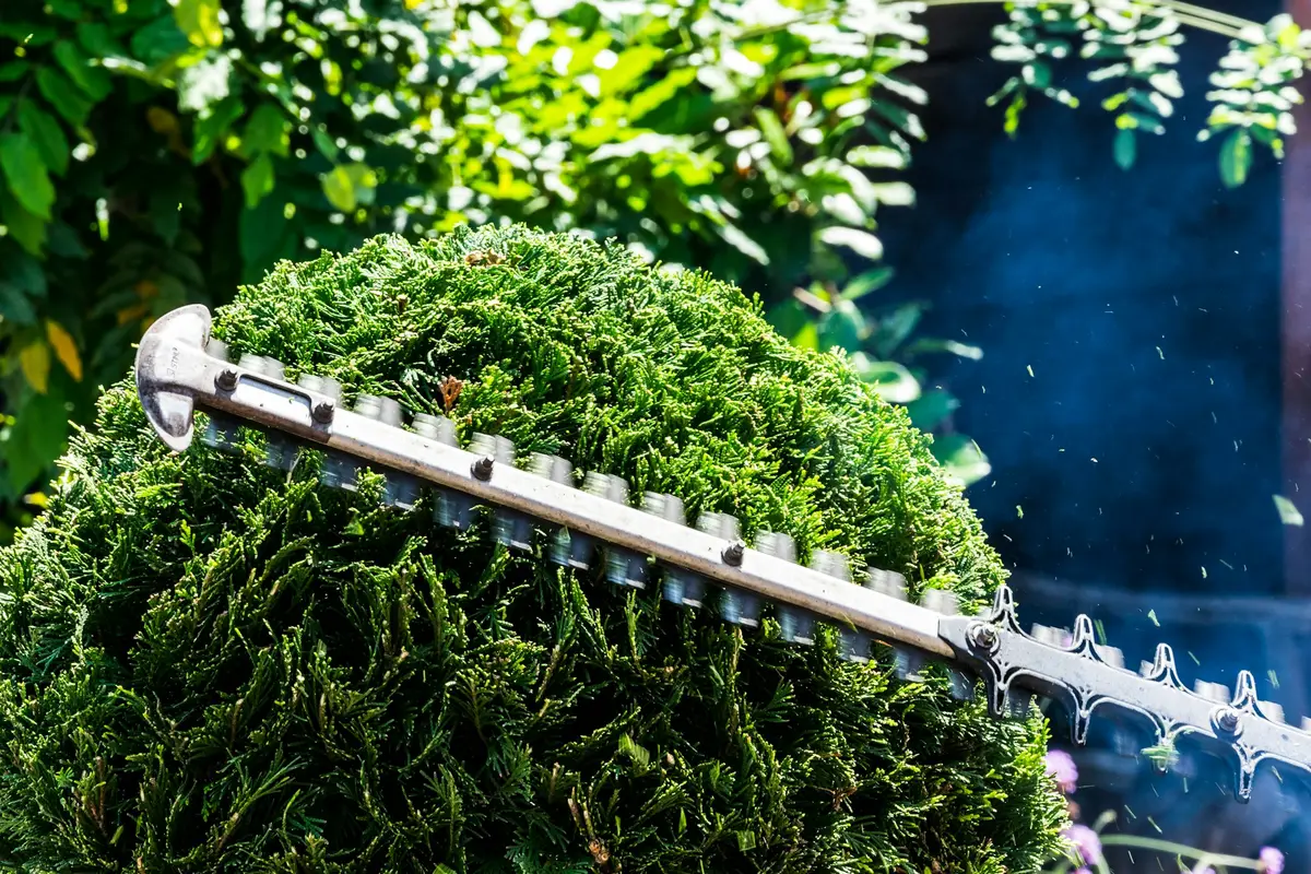 Heckenschnitt mit einer Heckenschere an einer gepflegten Hecke
